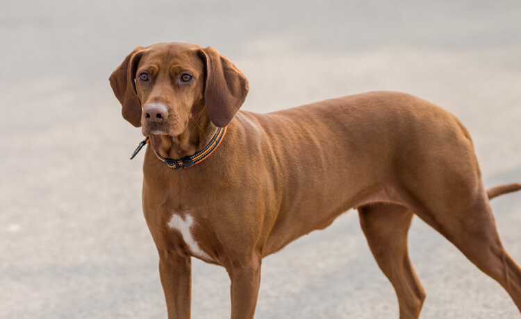 Redbone Coonhound